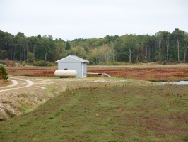 Cranberry Bog IMG 4207